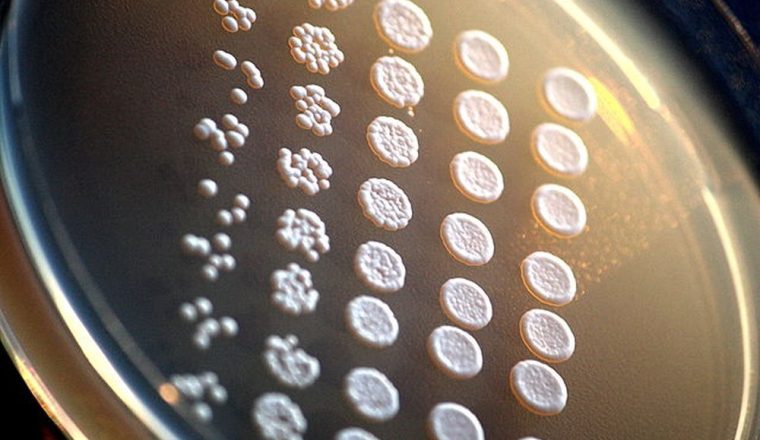 På sporet av lagergjær